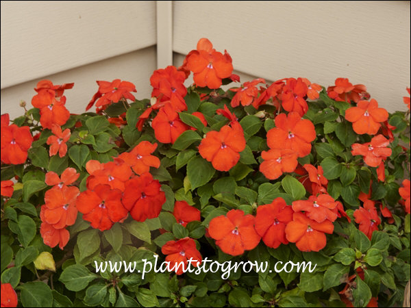 Impatiens Super Elfin Bright Orange- these plants really lived up to their name "bright orange"